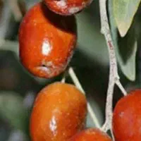 پیشفروش نهال سنجد حاج حسین|خدمات باغبانی و درختکاری|کیار, |دیوار