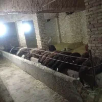 بره نرافشاری پای پروار