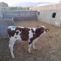 گوساله سیمینتال