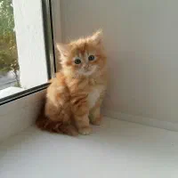 گربه خونگی خوشگل و مودب آماده واگذاری|گربه|اهواز, پردیس|دیوار