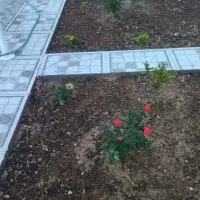 انجام امور باغبانی و درختکاری|خدمات باغبانی و درختکاری|بهبهان, |دیوار