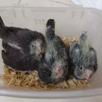 جوجه عروس سرلاکی،حلقه پا
