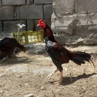 مرغ وخروس زات دار