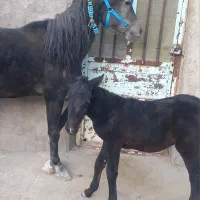 مادیون با کره بازی کن|اسب و تجهیزات اسب‌سواری|دورود, |دیوار