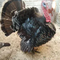 بوقلمون آمریکای