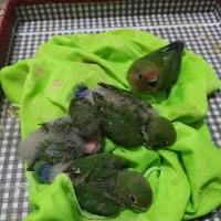 طوطی برزیلی کار داده ب همراه جوجه و جدا...