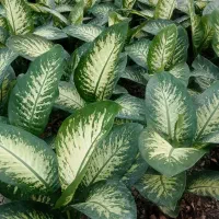 گلهای اپارتمانی زیبابرای روزمادر|گل و گیاه طبیعی|سمنان, |دیوار