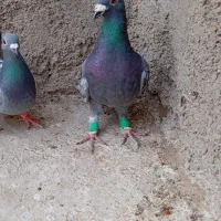 نر ماده نامبروان