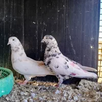 کبوتر|پرنده|بم, |دیوار