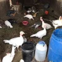 بوقلمون مرغ گلین نیمچه پولند|حیوانات مزرعه|شاهینشهر, شهرک امام علی|دیوار