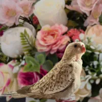 جوجه عروس هلندی|پرنده|اصفهان, کارخانه قند اصفهان|دیوار