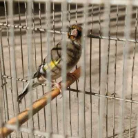 سهره وقناری