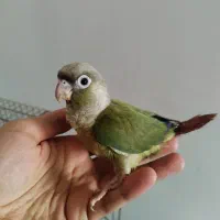 طوطی گرینجیک دستی و نرمه خور
