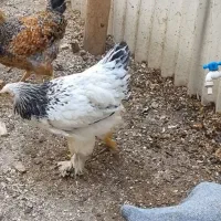 مرغ|حیوانات مزرعه|کرج, عظیمیه|دیوار