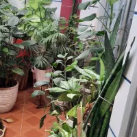 گل آپارتماتی