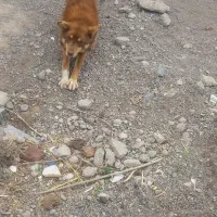 توله سگ سرابی