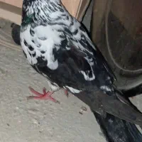 گرفتنی|حیوانات|میاندوآب, |دیوار