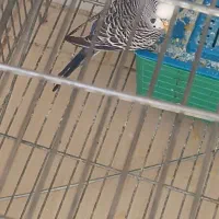 پرنده|پرنده|فسا, |دیوار