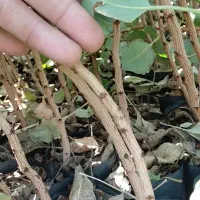 نهال پسته ایساتیس