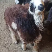 بره کهره چاق قصابی به شرط بالا زنی