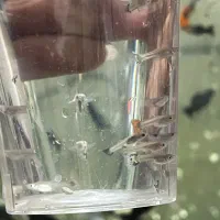 ماهی فایتر نر آماده کوپی گوپی سوارتل دم شمشیری|ماهی|قم, شهرک امام حسین|دیوار