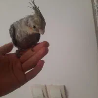 جوجه عروس تازه دون خور شده