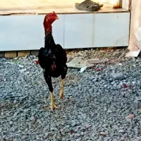 خروس لاری اصیل