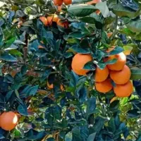 خریدار پرتقال