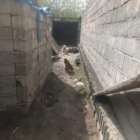 خروس برهما