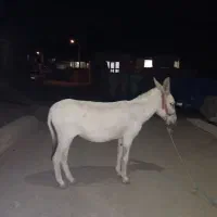 ۸۰۰۰۰۰|حیوانات مزرعه|موچش, |دیوار