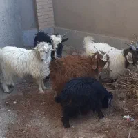 بزغاله نر چاق کاردی