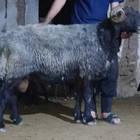 قوچ ۳سال