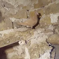 کفتر|پرنده|تربتحیدریه, حاجی یار|دیوار