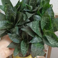 گلهای طبیعی|گل و گیاه طبیعی|رشت, کوی مهر|دیوار