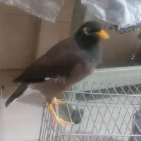 مینا سخگو جوجه امسال هرچی الان حرف بزنی یادمیگره