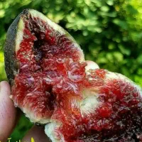 پیش فروش نهال انجیر استهبان|خدمات باغبانی و درختکاری|شهر بابک, |دیوار