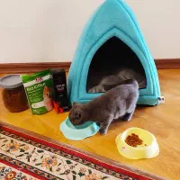 بچه گربه اسکاتیش فولد شورت هیر چالوس آمل محمودآباد|گربه|نوشهر, |دیوار