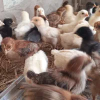 جوجه محلی اصیل