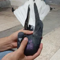 کبوتر