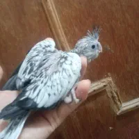 جوجه سرلاکی عروس طوطی|پرنده|کلاردشت, |دیوار