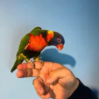 طوطی لوری کیت لری کیت|پرنده|چهاردانگه (تهران), |دیوار