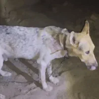 سگ نگهبان|سگ|هامون, |دیوار