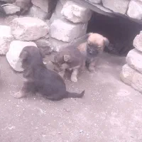 سگ..|سگ|بروجرد, |دیوار