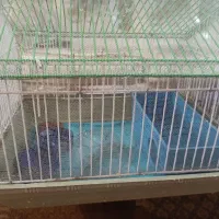 قفس تمیز پرنده و همستر|لوازم جانبی حیوانات|شیراز, قلعه نو|دیوار