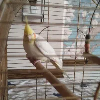 یک جفت عروس هلندی|پرنده|ری, فیروزآبادی|دیوار