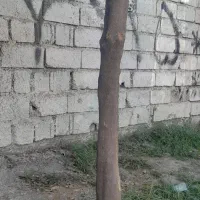 خریدار چوب و هیزم و ریشه درختان