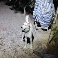 لاس ۲ ساله آدمی سفت