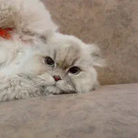 گربه اسکاتیش فولد لانگ هیر