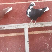 کبوتر|پرنده|بناب, |دیوار