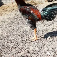 لاری المانی|حیوانات مزرعه|قلعه نو, |دیوار